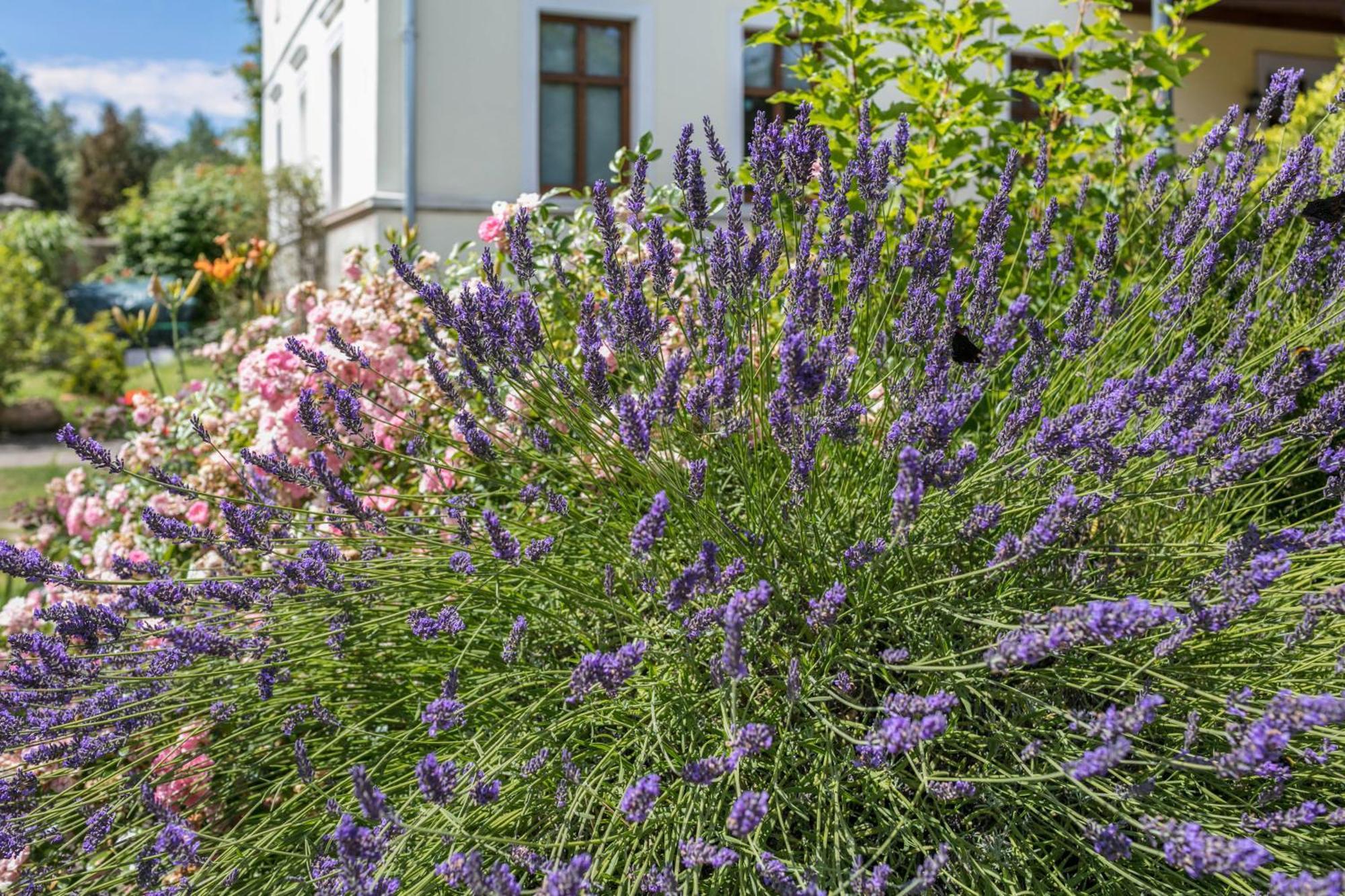 Apartament Mit Grossem Garten